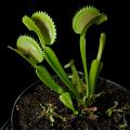 Dionaea muscipula 'Dentate traps'