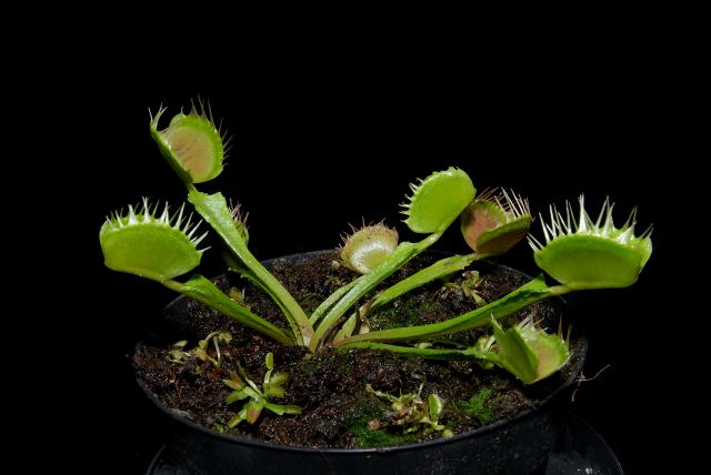 Dionaea muscipula 'Fused Tooth'