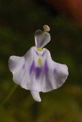 Utricularia microcalyx