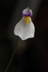 Utricularia parthenopipes