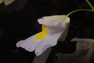 Utricularia asplundii × endresii