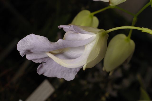 Utricularia asplundii × endresii