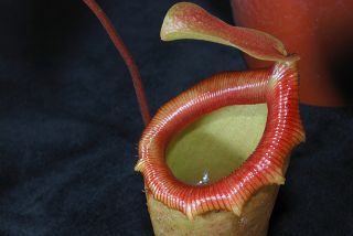 Nepenthes ventricosa × inermis