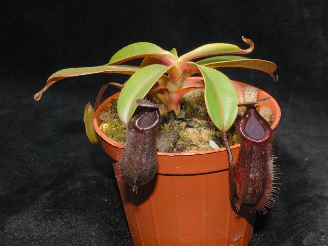 Nepenthes muluensis × lowii