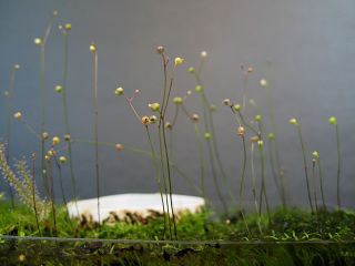 Utricularia subulata - květy kleistogamické