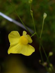 Utricularia subulata - chasmogamický květ