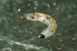 smutnice - larva
