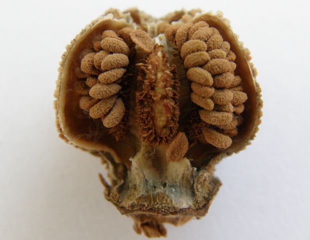Sarracenia oreophila - zralý semeník