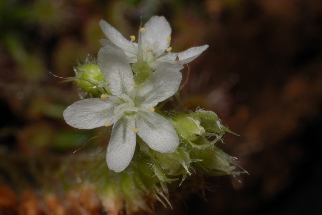 Drosera paleacea subsp. roseana
