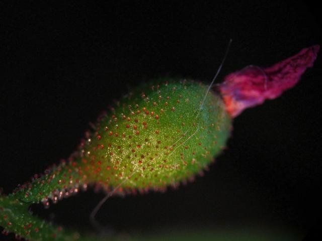 Drosera nidiformis - semeník