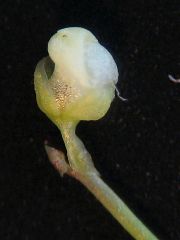 Utricularia subulata - kleistogamický květ