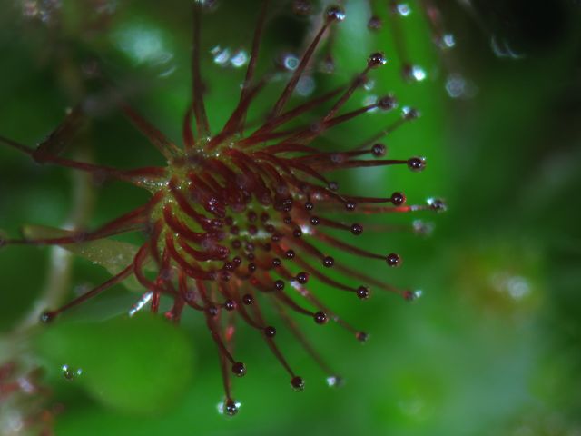 Drosera paleacea subsp. roseana