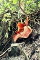 Rafflesia arnoldi - květ