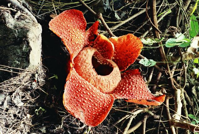 Rafflesia arnoldi - květ