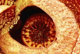 Rafflesia arnoldi - detail květu
