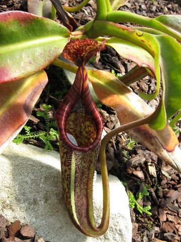 Nepenthes eymae