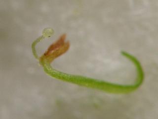 klíčení Utricularia endresii - 23. den již s pastičkou