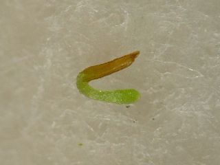 klíčení Utricularia endresii - 5. den