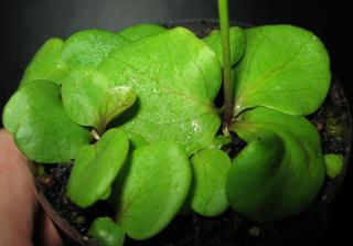 Utricularia calycifida 'Asenath Waite'