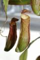Nepenthes gracilis