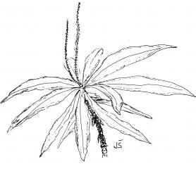 Triphyophyllum peltatum