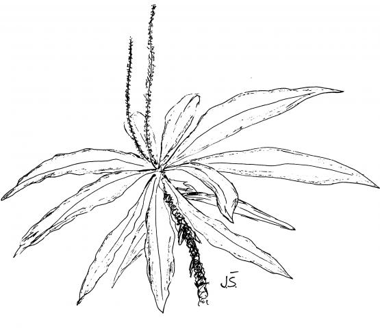 Triphyophyllum peltatum
