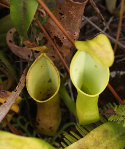 Nepenthes reinwardtiana