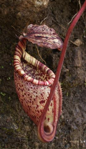Nepenthes fusca × burbidgeae