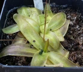 Pinguicula longifolia subsp. causensis