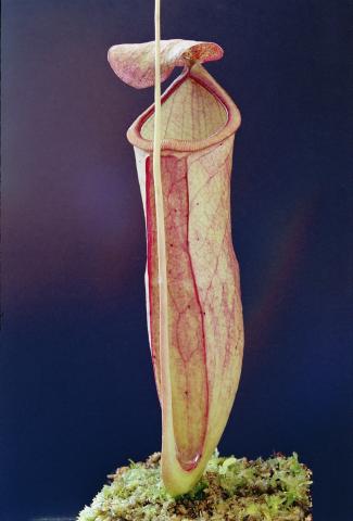 Nepenthes smilesii