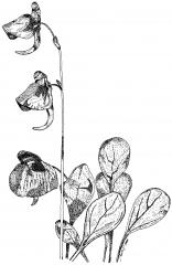 Květy a nadzemní prýty bublinatky Utricularia quelchii