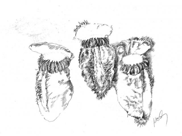 Cephalotus follicularis