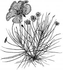 Celkový vzhled rostliny a detail květu Byblis gigantea