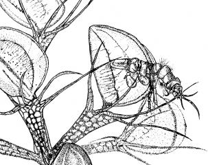 Zvětšený detail pasti s kořistí vodní masožravé rostliny Aldrovanda vesiculosa