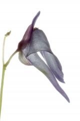 Utricularia sandersonii