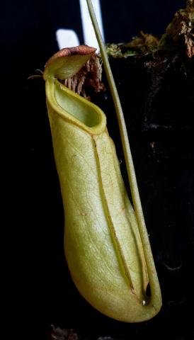 Nepenthes mirabilis