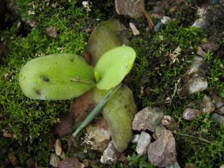 Pinguicula longifolia subsp. dertosensis