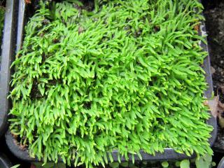 Utricularia flaccida