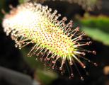Drosera capensis "Giant form"