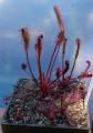 Drosera capensis "Red plant, Giftberg"