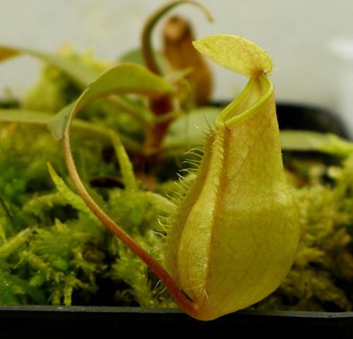 Nepenthes bellii