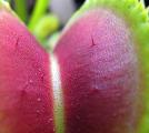 Dionaea muscipula 'Sawtooth' - detail vnitřku pasti