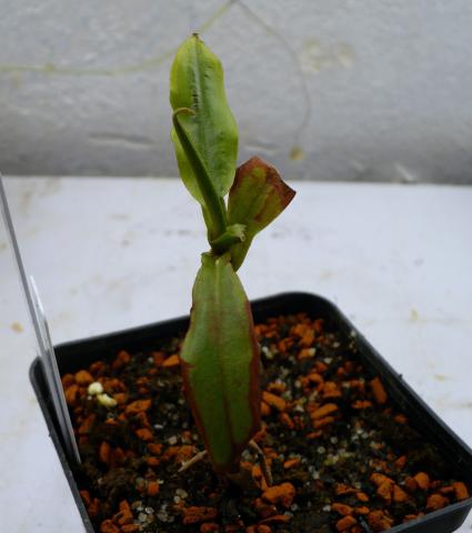Nepenthes tomoriana