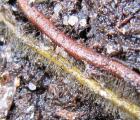 Drosera capensis - kořen