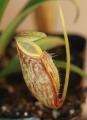 Nepenthes glabrata