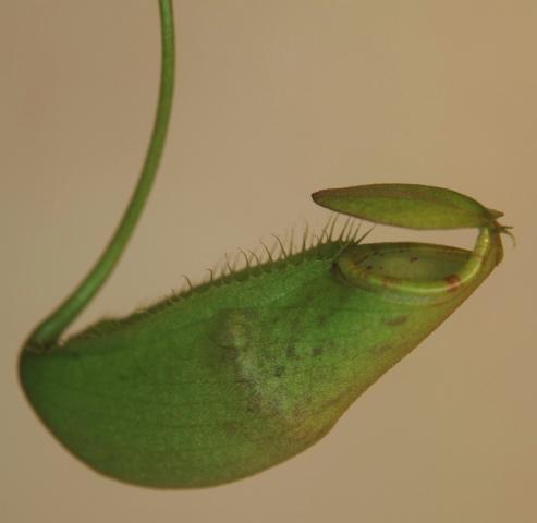 Nepenthes macrovulgaris