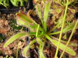 Drosera capensis "Giant form"