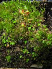 Utricularia paulineae