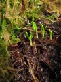 Drosera capensis - kořenové řízky