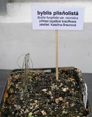 Byblis filifolia "Fungifolia"